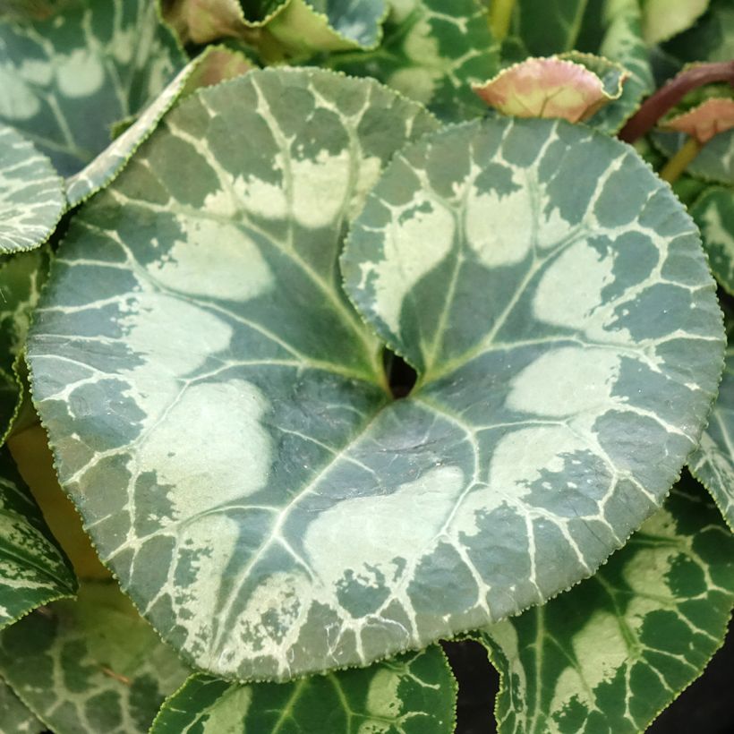 Cyclamen persicum Branco (Folhagem)