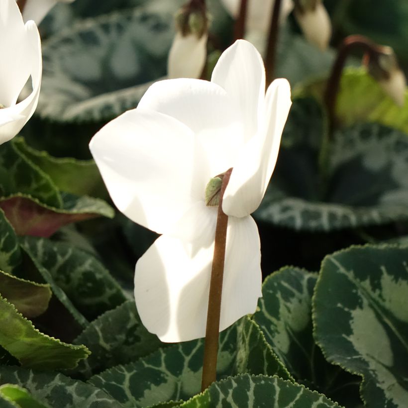 Cyclamen persicum Branco (Floração)