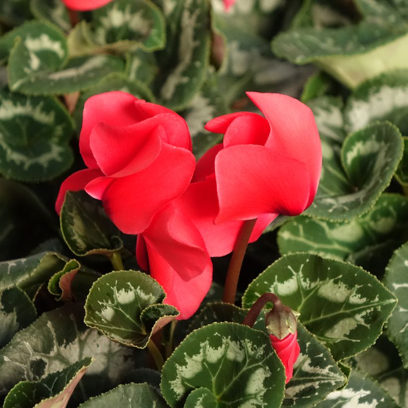 Cyclamen persicum Vermelho (Floração)