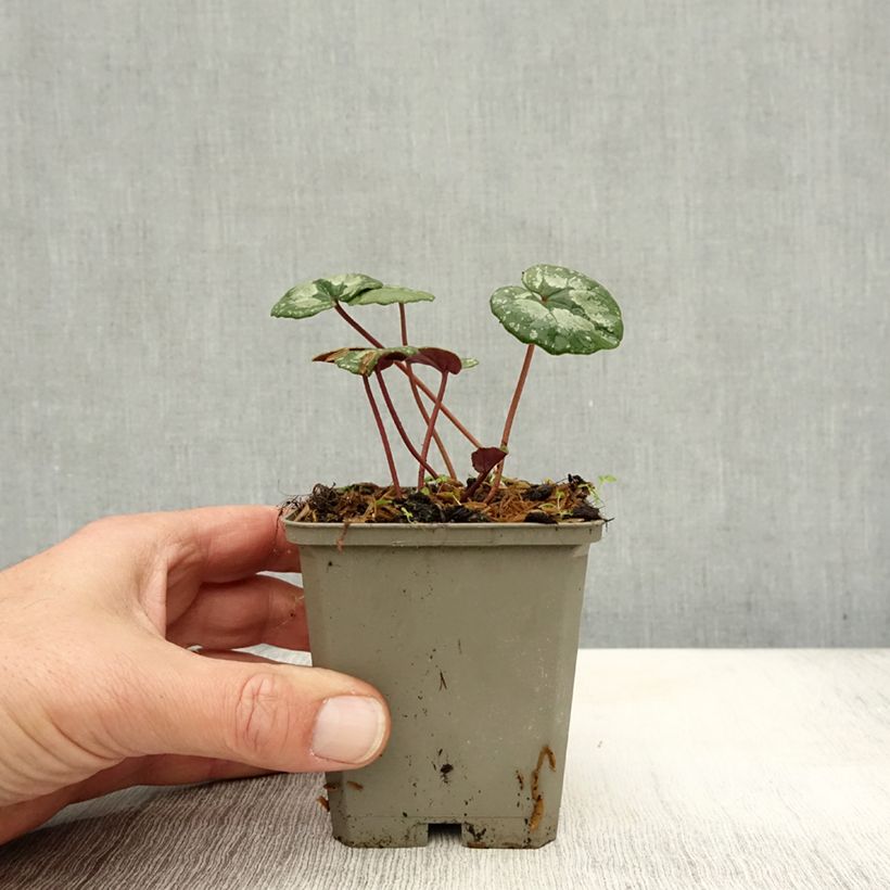 Amostra de Cyclamen pseudibericum Vaso de 8/9 cm Calibre 9 tal como entregue no outono