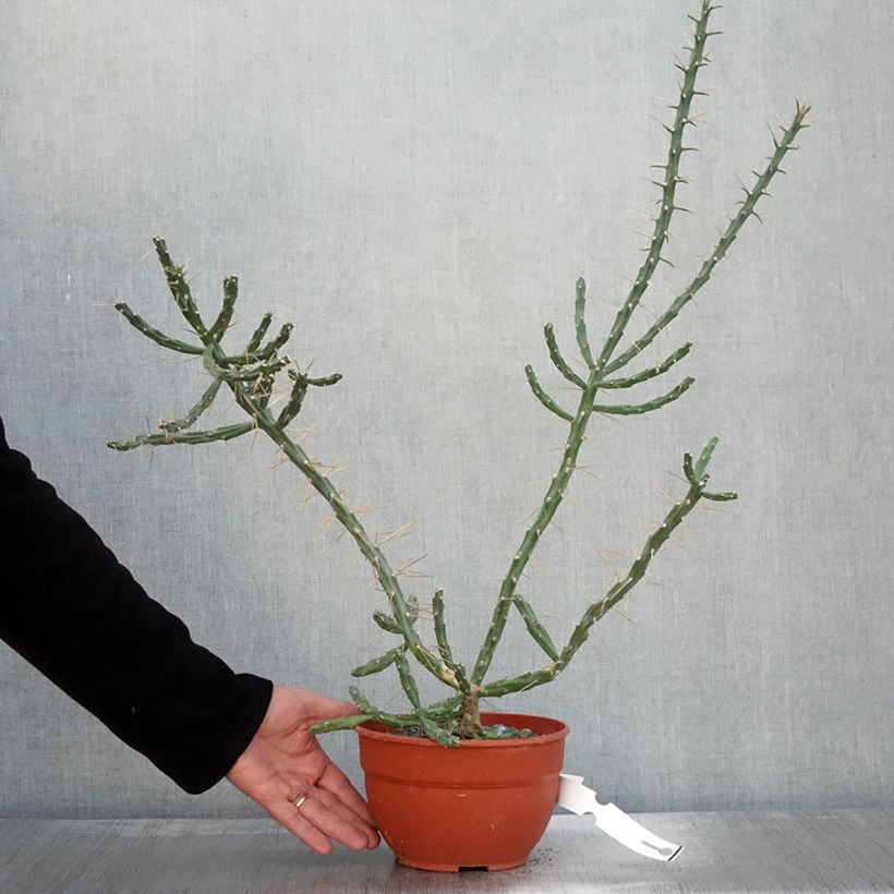 Amostra de Cylindropuntia kleiniae Vaso de 2 L/3 L tal como entregue no outono