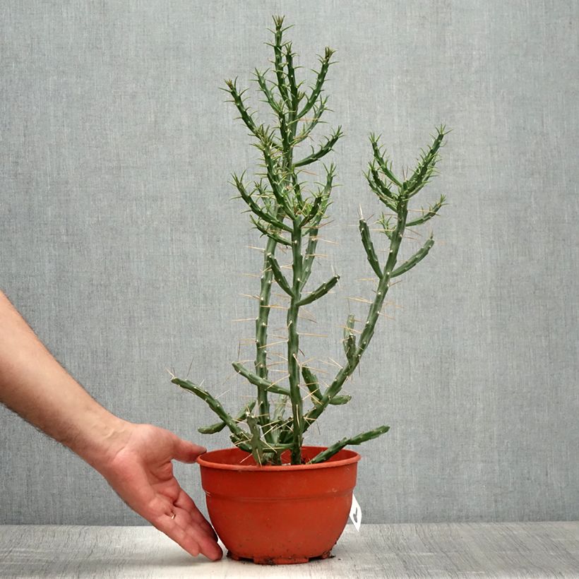 Amostra de Cylindropuntia kleiniae Vaso de 2 L/3 L tal como entregue no verão