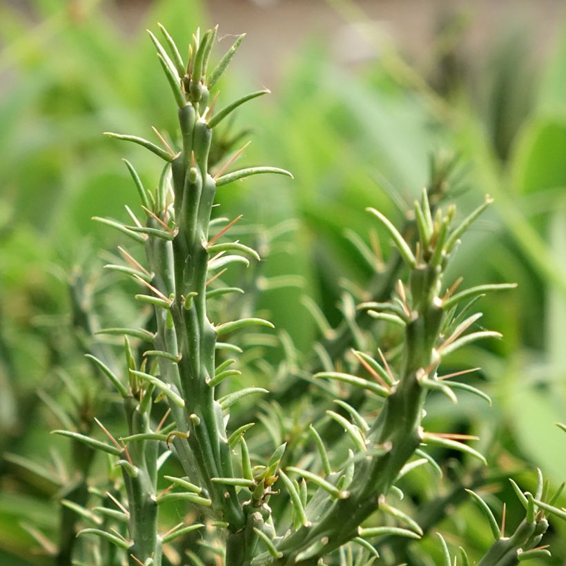 Cylindropuntia kleiniae (Folhagem)