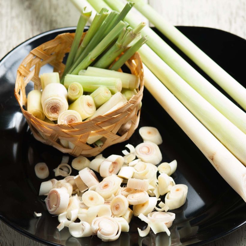 Erva-príncipe de Madagáscar plantas jovens (Colheita)