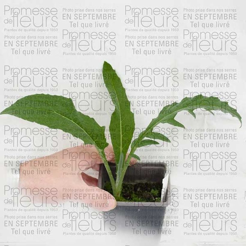 Exemplo de amostra de Cynara cardunculus - Cardon Godet de 8/9 cm tal como entregue