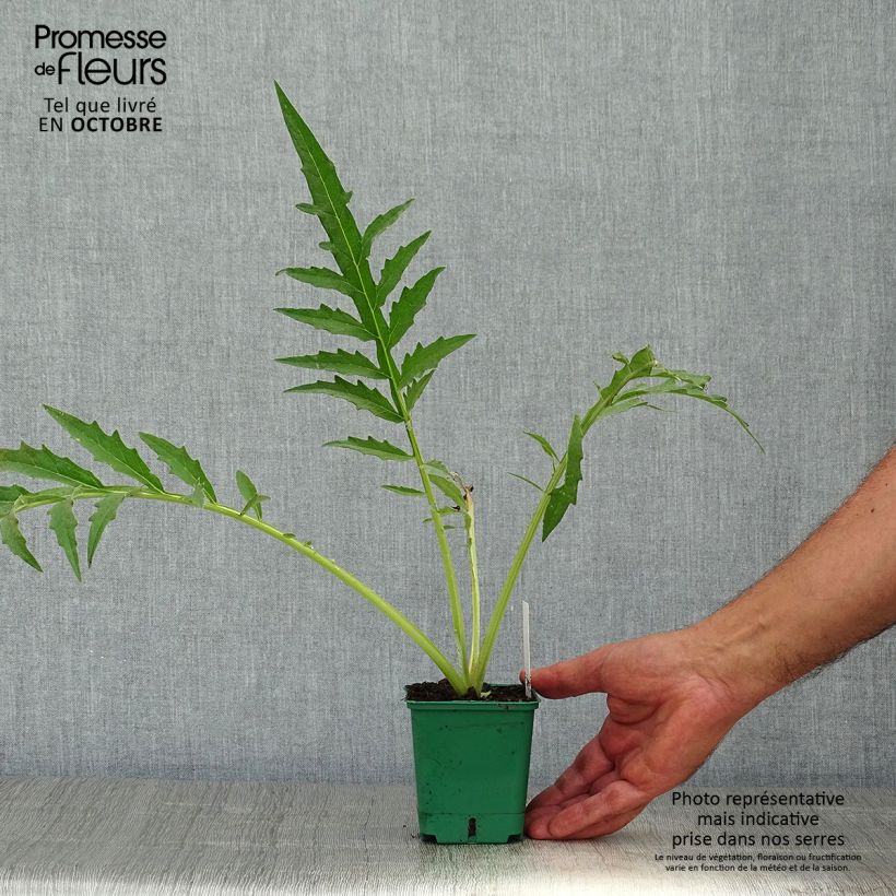 Amostra de Cynara cardunculus var. altilis Vaso de 8/9 cm tal como entregue no outono