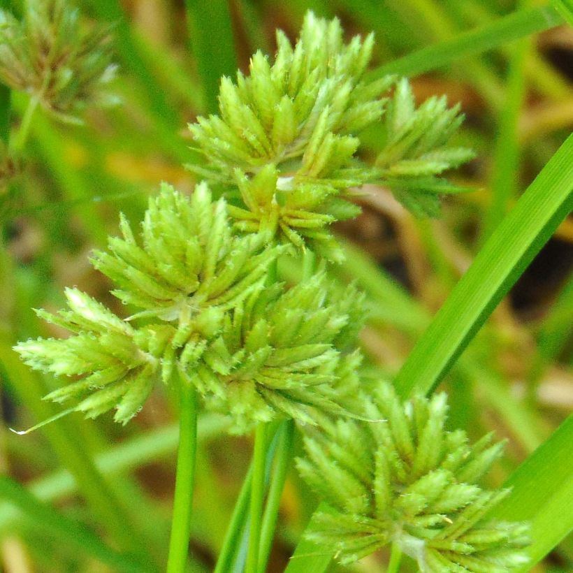 Cyperus glaber (Floração)