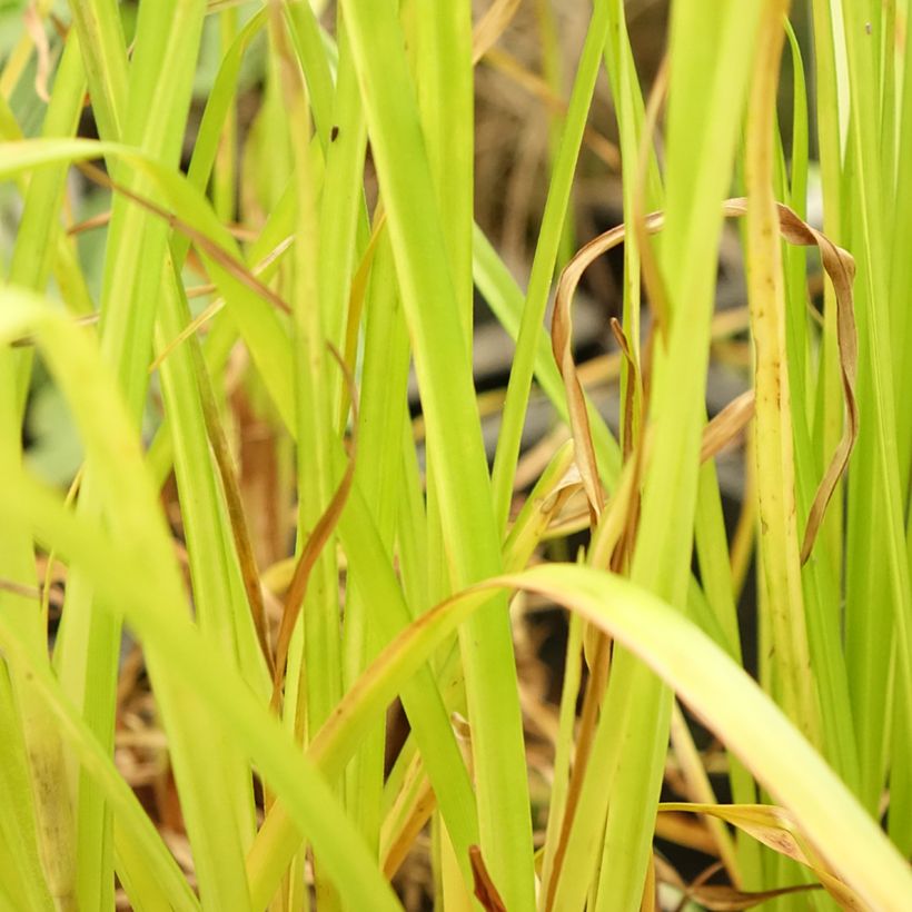 Cyperus glaber (Folhagem)