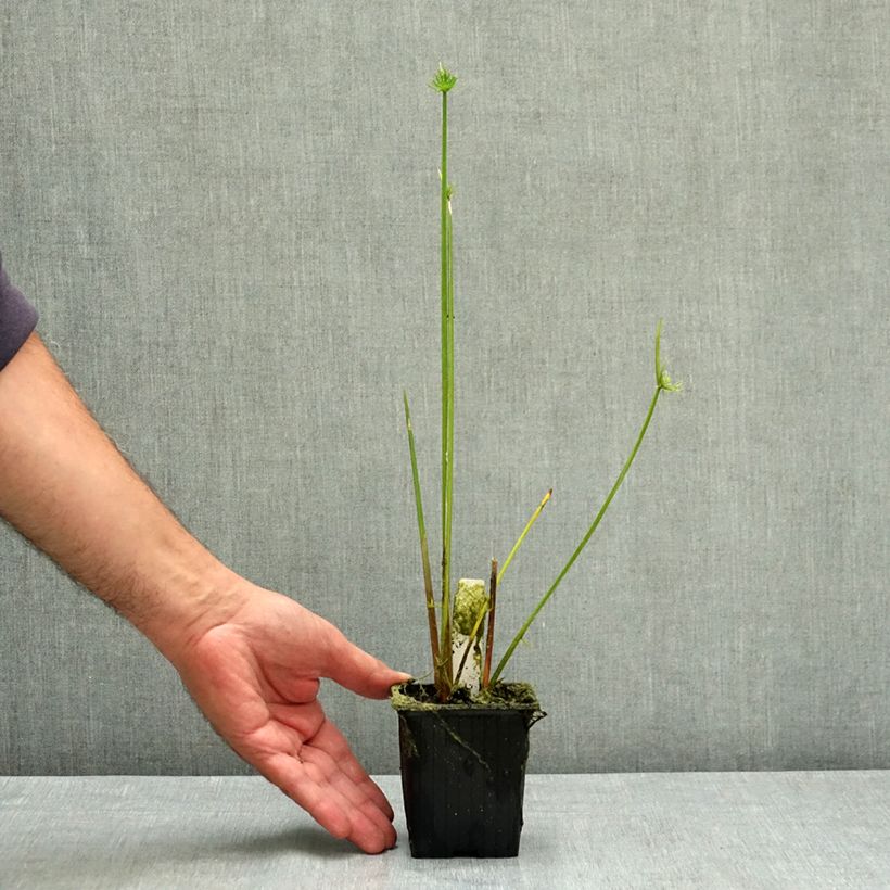 Amostra de Cyperus haspan Vaso de 8/9 cm tal como entregue no verão