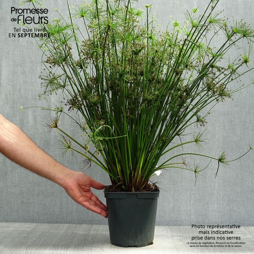 Amostra de Papiro Cleopatra Vaso de 3 L/4 L tal como entregue no outono