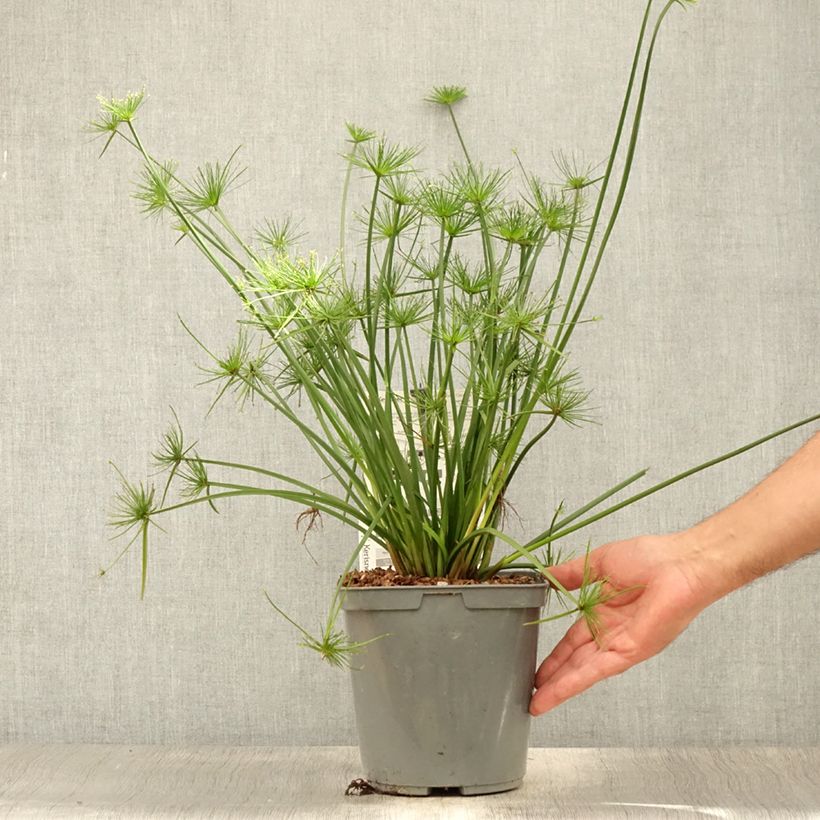 Amostra de Papiro Cleopatra Vaso de 3 L/4 L tal como entregue no verão