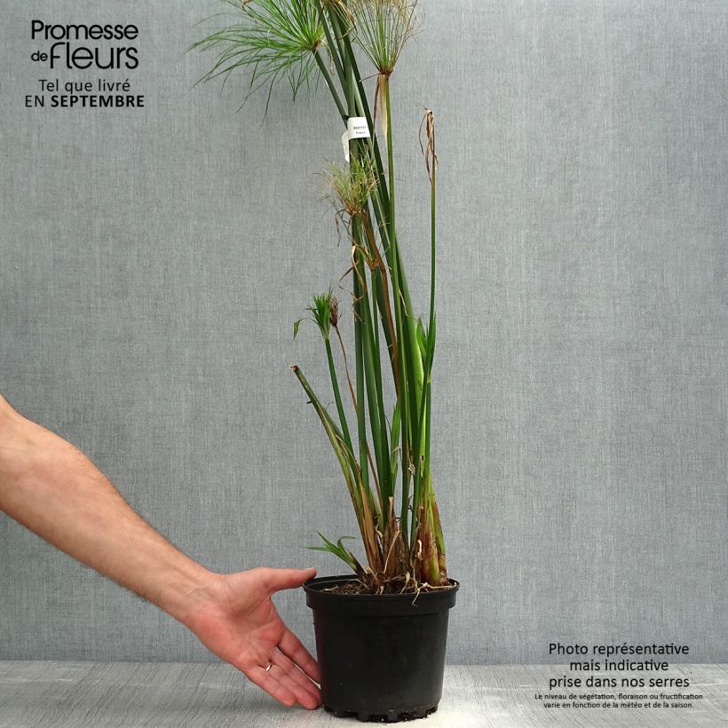 Amostra de Cyperus papyrus Vaso de 2 L/3 L tal como entregue no outono