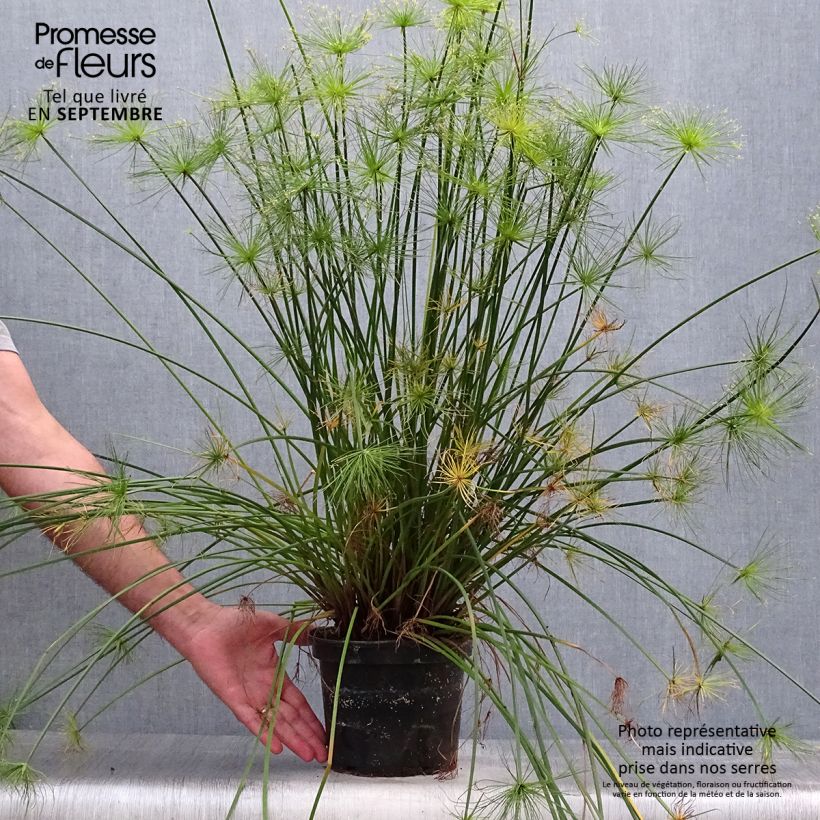 Amostra de Cyperus prolifer Vaso de 3 L/4 L tal como entregue no outono