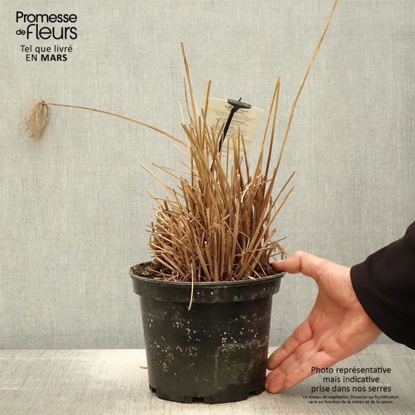 Amostra de Cyperus prolifer Vaso de 3 L/4 L tal como entregue na primavera