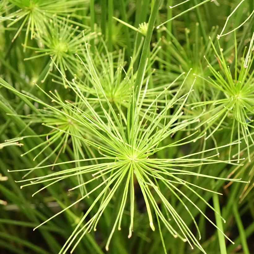 Cyperus prolifer (Floração)