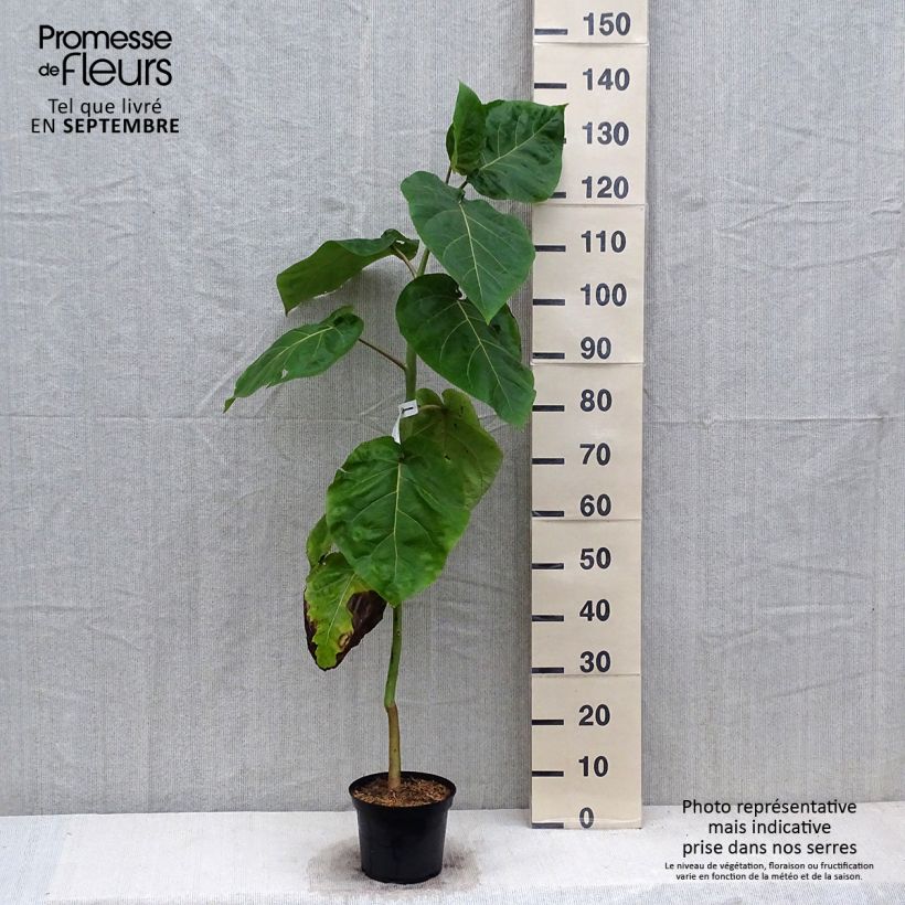 Amostra de Tamarillo Vermelho (Cyphomandra betacea Red) Vaso de 3 L/4 L tal como entregue no outono