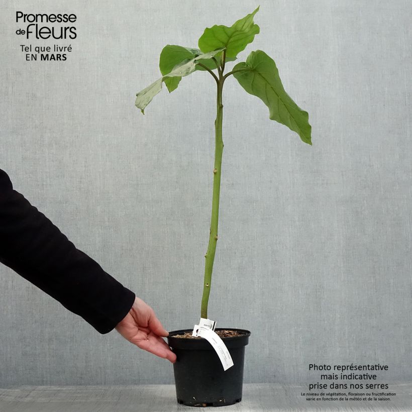 Amostra de Tamarillo Vermelho (Cyphomandra betacea Red) Vaso de 3 L/4 L tal como entregue na primavera