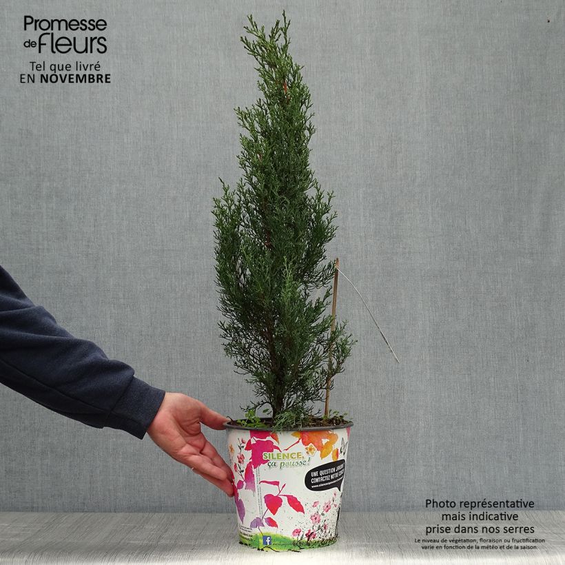 Amostra de Cupressus sempervirens Garda Vaso de 4 L/5 L tal como entregue no outono