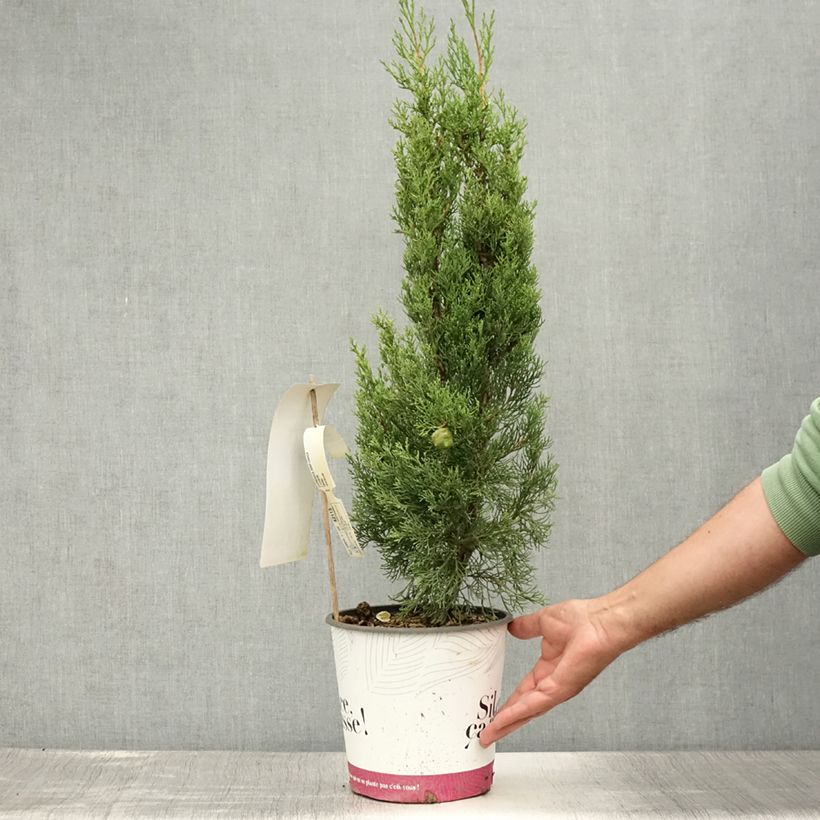 Amostra de Cupressus sempervirens Garda Vaso de 4 L/5 L tal como entregue no verão