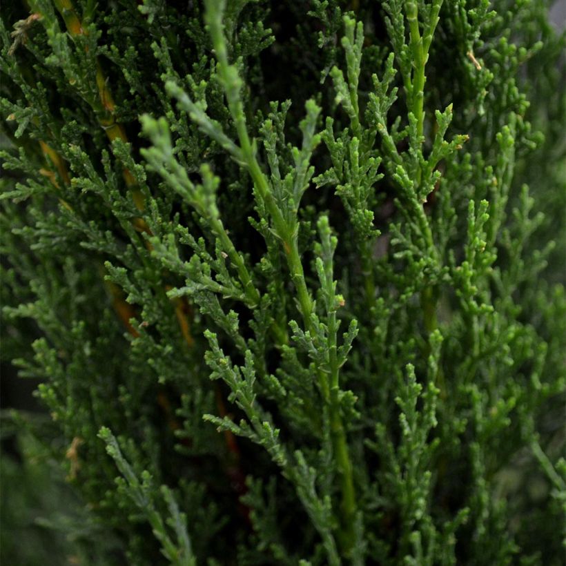 Cupressus sempervirens var. stricta Totem (Folhagem)