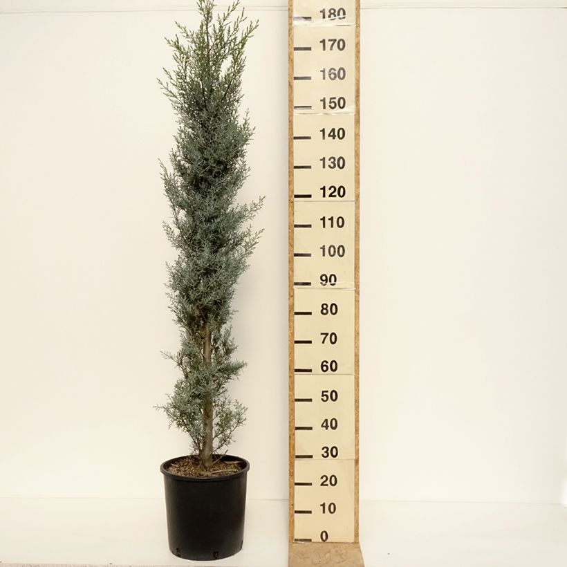 Amostra de Cyprès de l'Arizona Fastigiata - Cupressus arizonica Vaso de 18 L/20 L tal como entregue no inverno