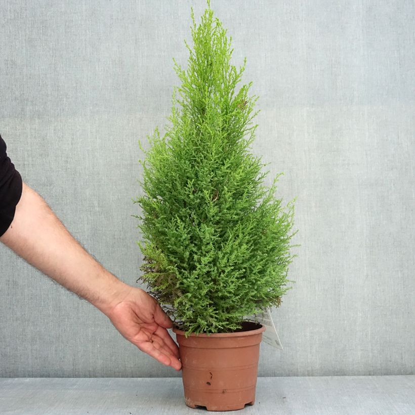 Amostra de Cupressus macrocarpa Wilma Vaso de 2 L/3 L tal como entregue no verão