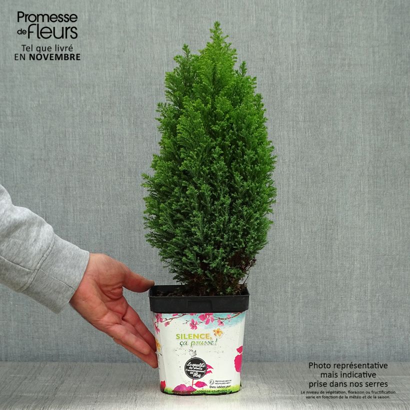 Amostra de Cipreste-de-Lawson Ellwood's Gold - Chamaecyparis lawsoniana Vaso de 2 L/3 L tal como entregue no outono