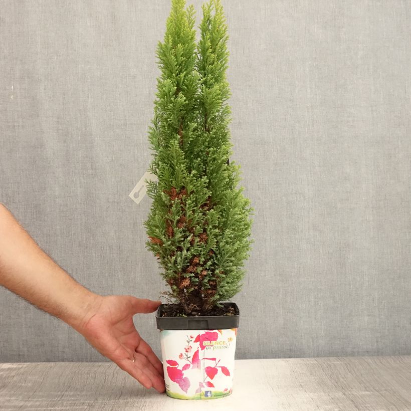 Amostra de Cipreste-de-Lawson Ellwood's Gold - Chamaecyparis lawsoniana Vaso de 2 L/3 L tal como entregue no verão