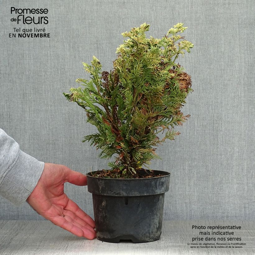 Amostra de Cipreste-de-Lawson Pygmaea Argentea - Chamaecyparis lawsoniana Vaso de 2 L/3 L tal como entregue no outono