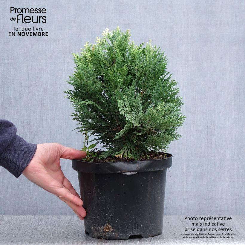 Amostra de Cipreste-de-Lawson Pygmaea Argentea - Chamaecyparis lawsoniana Vaso de 4 L/5 L tal como entregue no outono