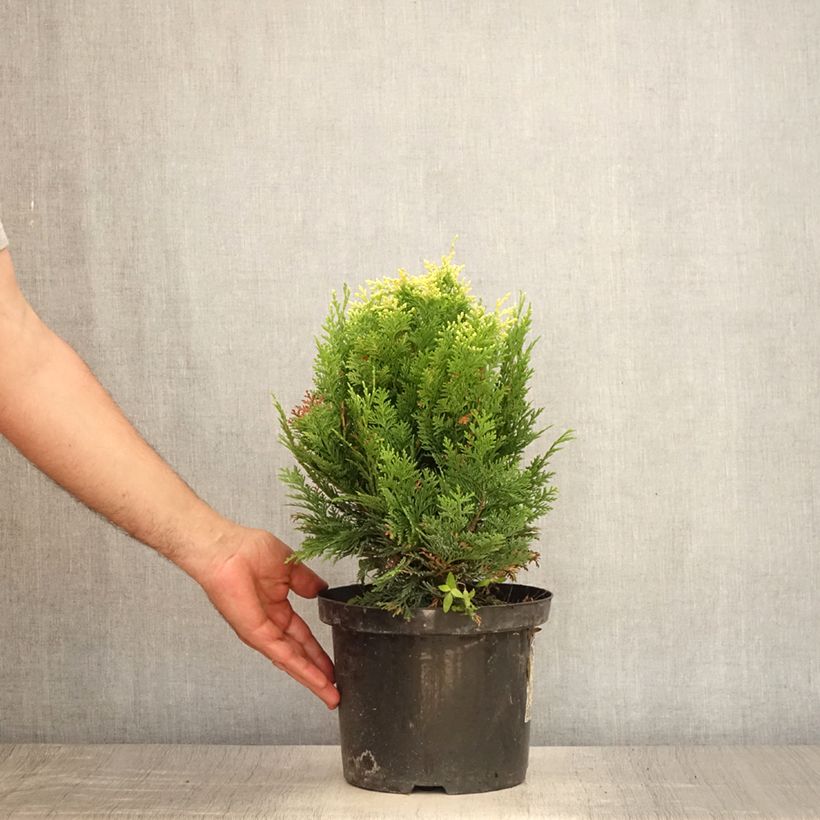 Amostra de Cipreste-de-Lawson Pygmaea Argentea - Chamaecyparis lawsoniana Vaso de 4 L/5 L tal como entregue no verão