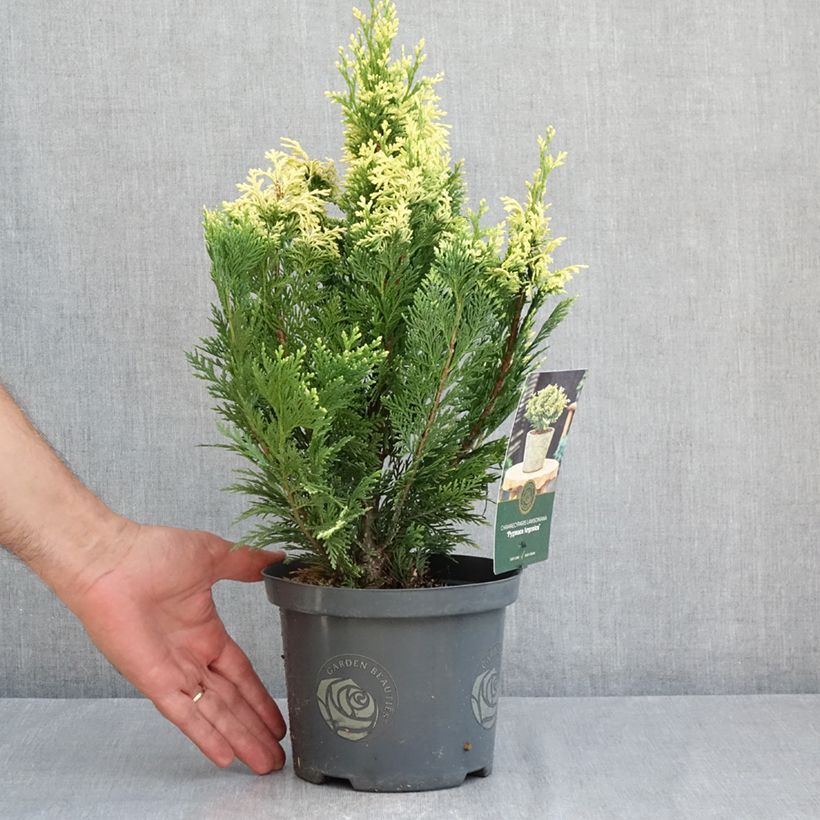 Amostra de Cipreste-de-Lawson Pygmaea Argentea - Chamaecyparis lawsoniana Vaso de 2 L/3 L tal como entregue no verão