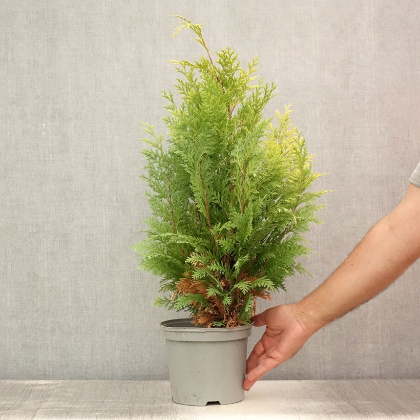 Amostra de Cipreste-de-Lawson Stardust - Chamaecyparis lawsoniana Vaso de 2 L/3 L tal como entregue no verão