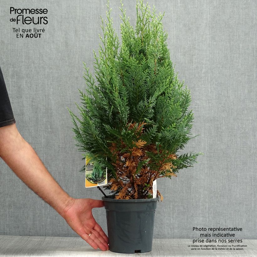 Amostra de Cipreste-de-Lawson White Spot - Chamaecyparis lawsoniana Vaso de 2 L/3 L tal como entregue no verão