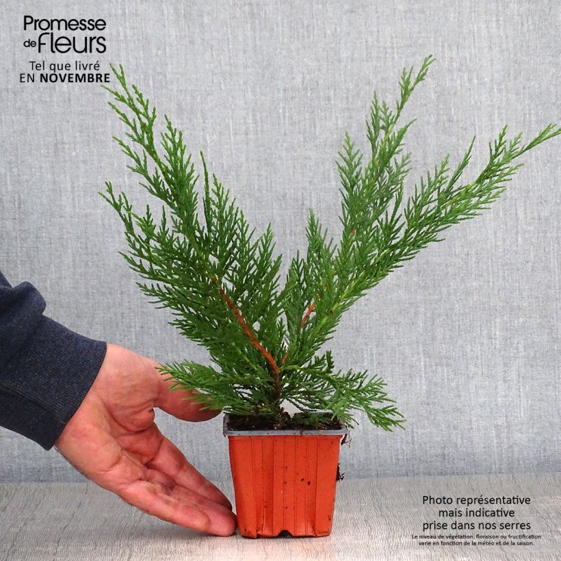Amostra de Cupressocyparis leylandii Vaso de 8/9 cm tal como entregue no outono