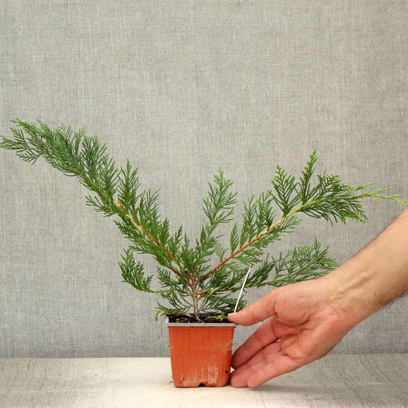 Amostra de Cupressocyparis leylandii Vaso de 8/9 cm tal como entregue no verão