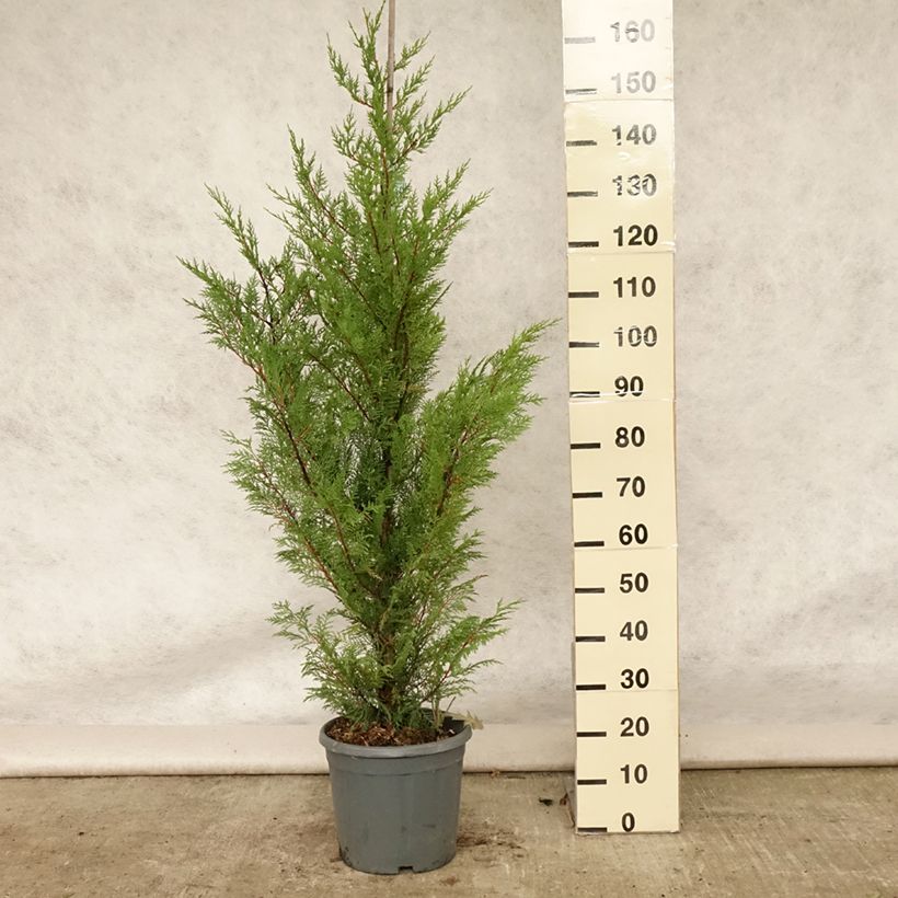 Amostra de Cupressocyparis leylandii Vaso de 6 L/7 L tal como entregue no verão