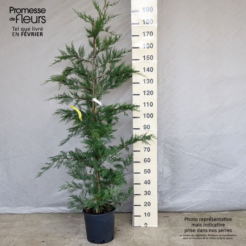 Amostra de Cupressocyparis leylandii Vaso de 6 L/7 L tal como entregue no inverno
