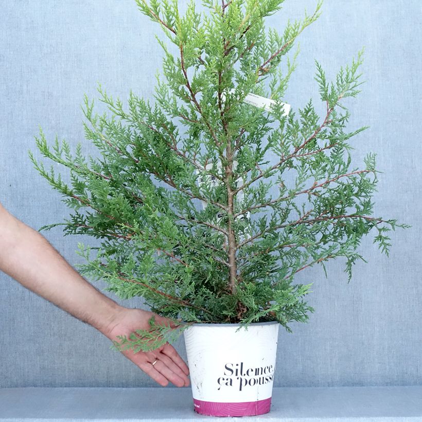 Amostra de Cipreste-de-Leyland Excalibur Gold - Cupressocyparis leylandii Vaso de 4 L/5 L tal como entregue no verão