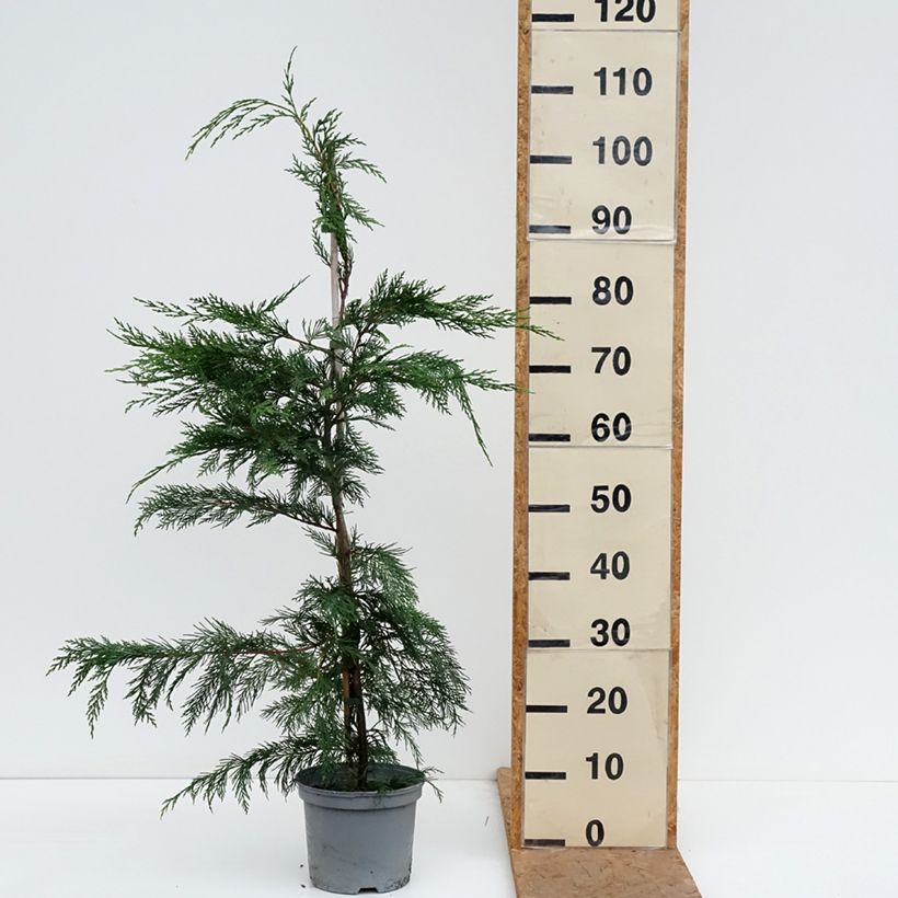 Amostra de Cupressocyparis leylandii Vaso de 4 L/5 L tal como entregue no outono