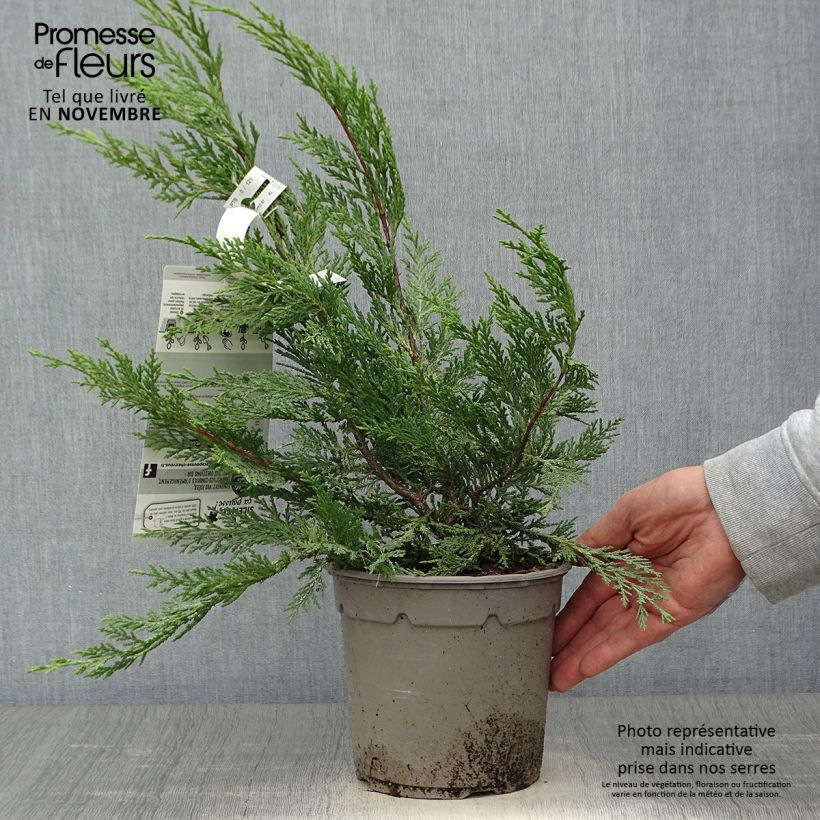 Amostra de Cipreste-de-Leyland Excalibur Gold - Cupressocyparis leylandii Vaso de 2 L/3 L tal como entregue no outono
