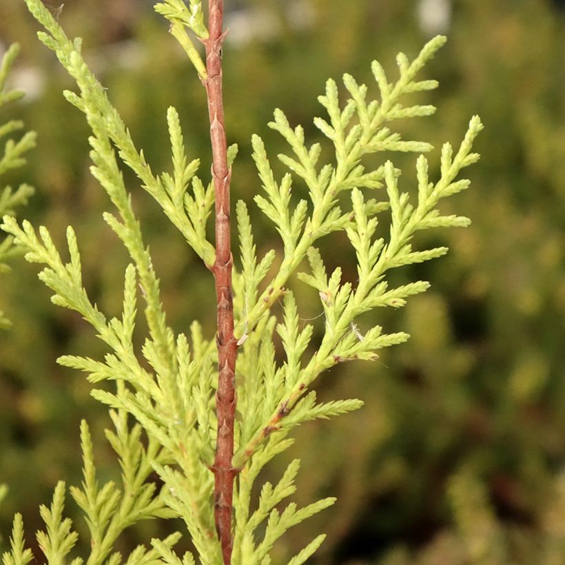 Cipreste-de-Leyland Oger - Cupressocyparis × leylandii (Folhagem)