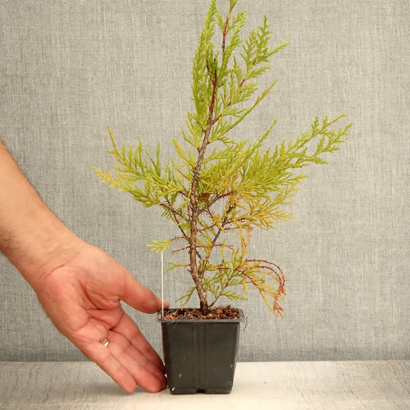 Amostra de Cipreste-de-Leyland Oger - Cupressocyparis × leylandii Vaso de 8/9 cm tal como entregue no verão