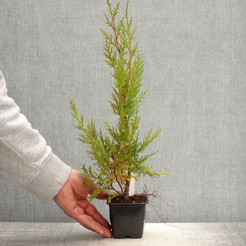 Amostra de Cipreste-de-Leyland Oger - Cupressocyparis × leylandii Vaso de 8/9 cm tal como entregue na primavera