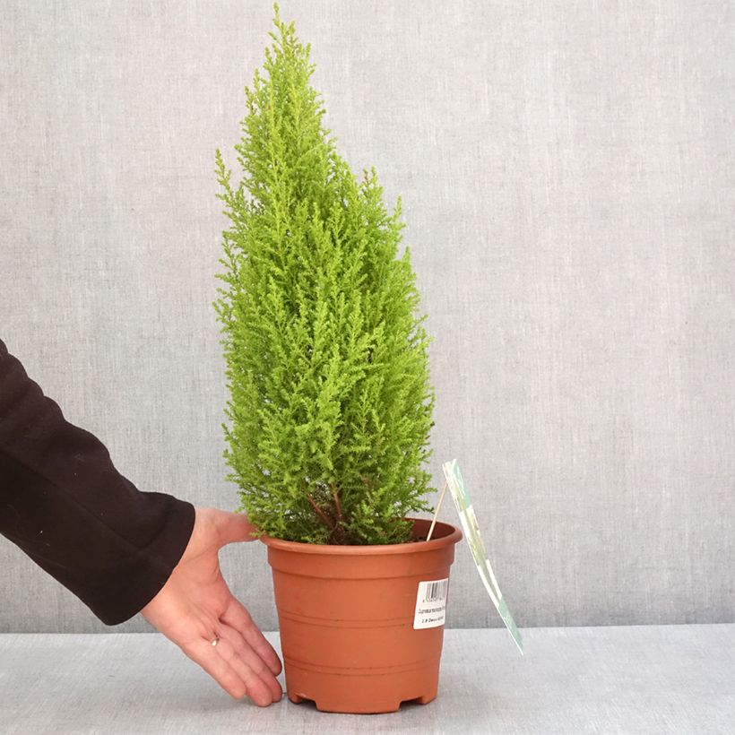 Amostra de Cyprès de Lambert Wilma - Cupressus macrocarpa Pot de 2L/3L tal como entregue no inverno
