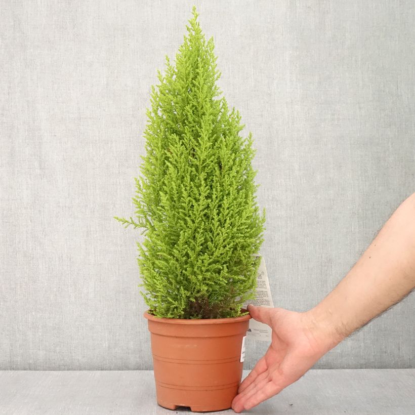 Amostra de Cupressus macrocarpa Wilma Vaso de 2 L/3 L tal como entregue na primavera