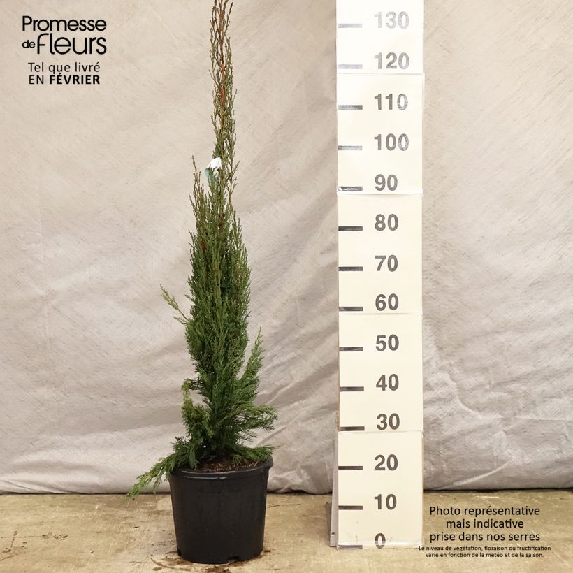 Amostra de Cyprès de Provence - Cupressus sempervirens Pyramidalis Vaso de 4 L/5 L tal como entregue no inverno