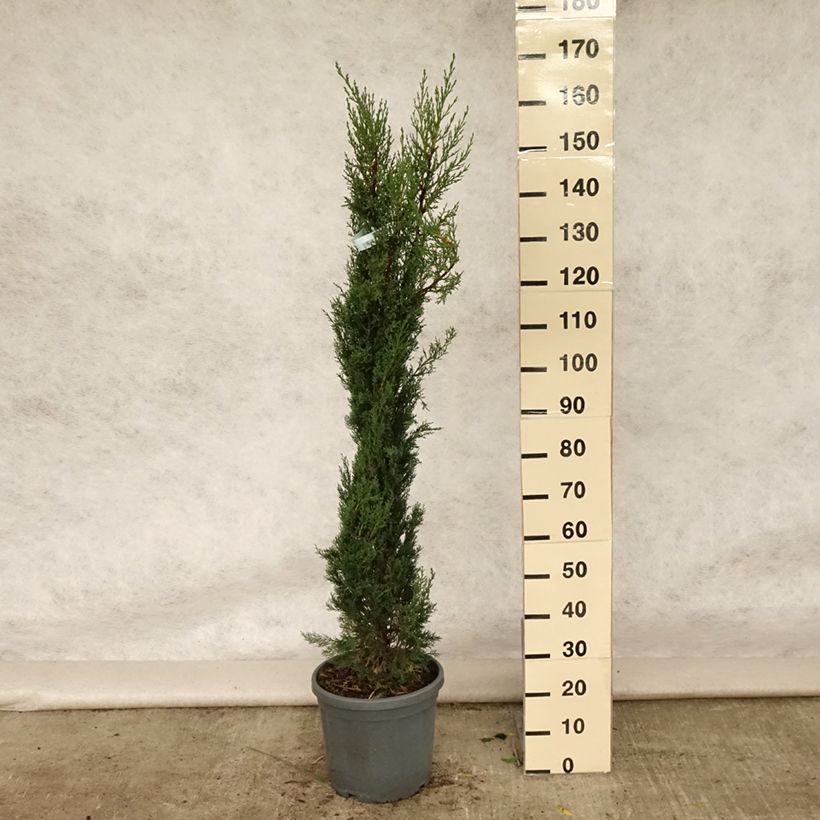 Amostra de Cupressus sempervirens Pyramidalis Vaso de 7,5 L/10 L tal como entregue no verão