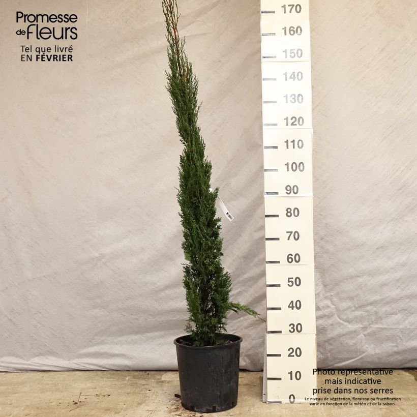 Amostra de Cyprès de Provence - Cupressus sempervirens Pyramidalis Vaso de 7,5 L/10 L tal como entregue no inverno