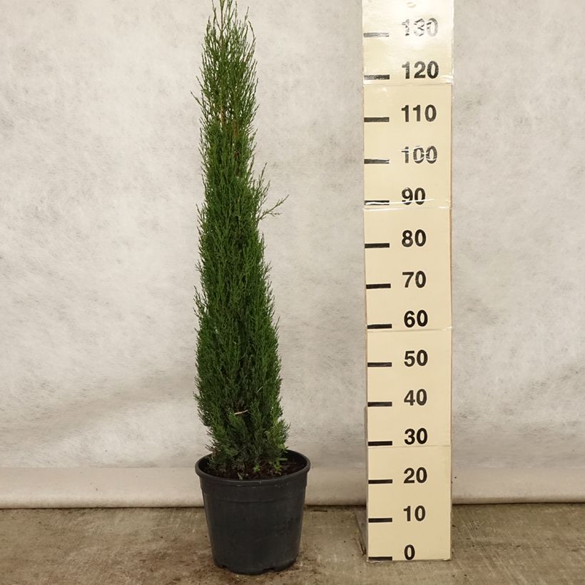 Amostra de Cupressus sempervirens Pyramidalis Vaso de 4 L/5 L tal como entregue no verão